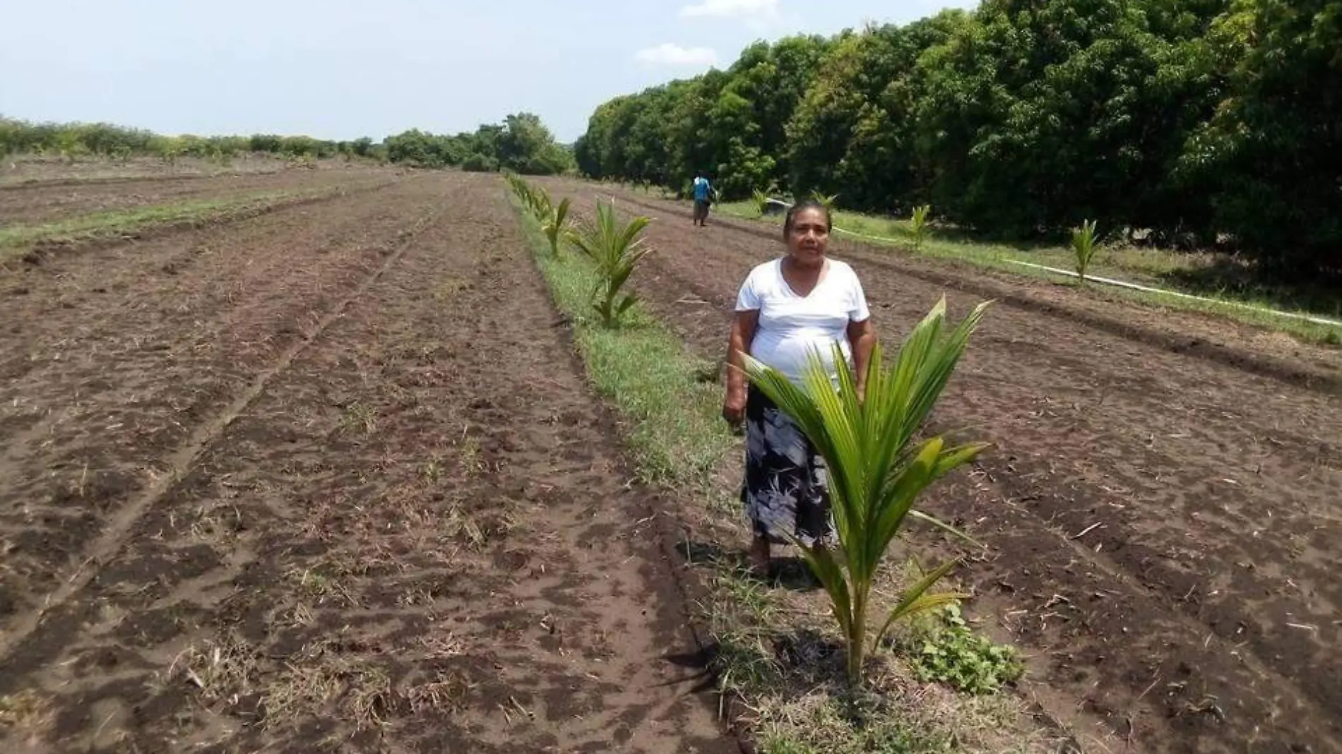 Mujer campesina en cultivos de coco